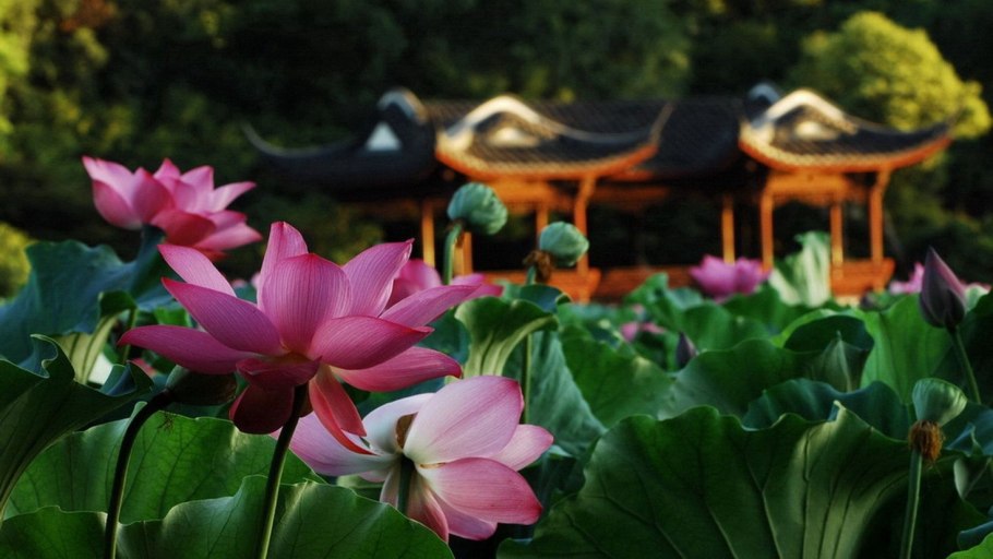 Лотосы в Корее