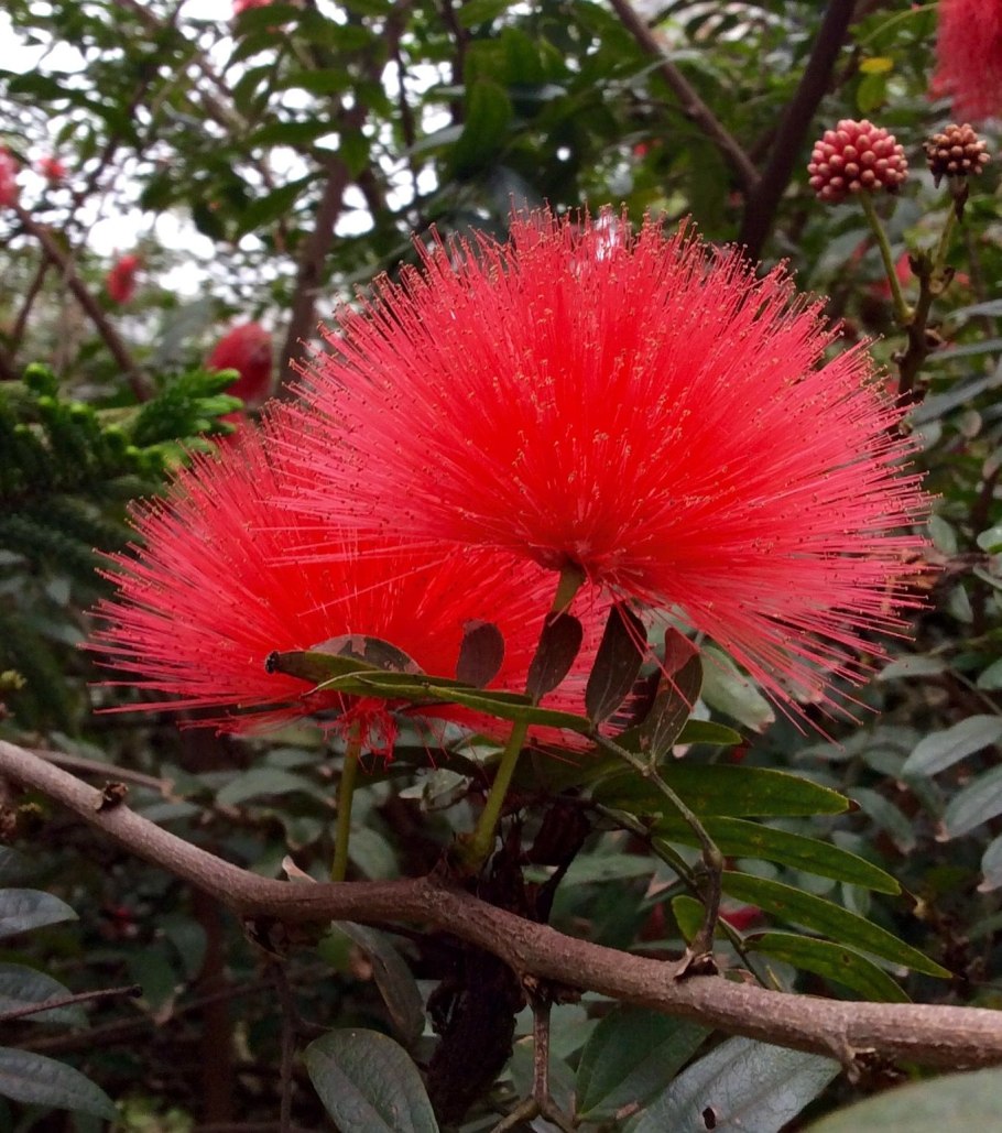 Экзоты Крыма растения