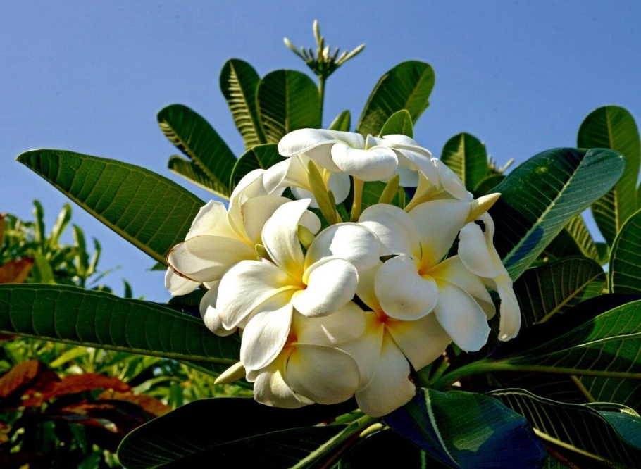 Магнолия Плюмерия