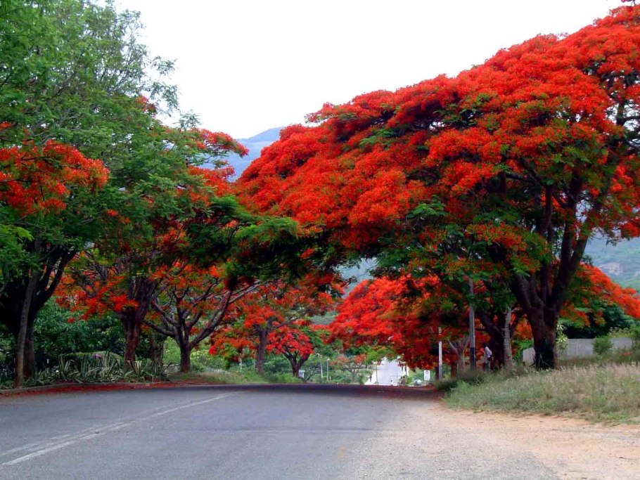 Делоникс Королевский (Delonix Regia) .