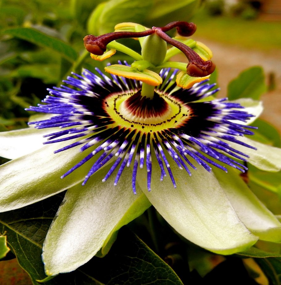 Страстоцвет маракуйя