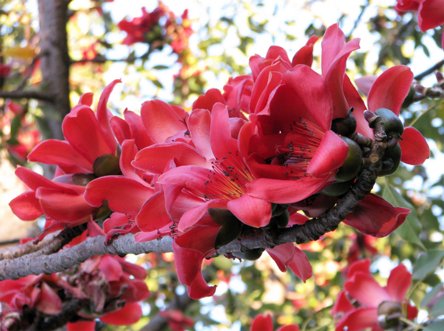 Бомбакс Сейба