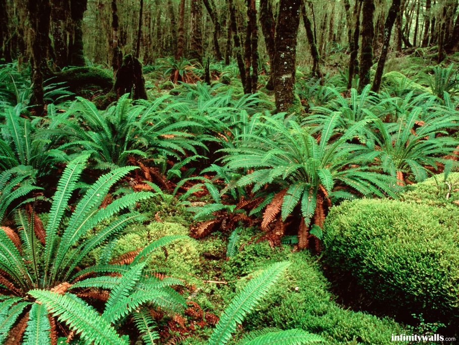 Папоротники в Южной Америке