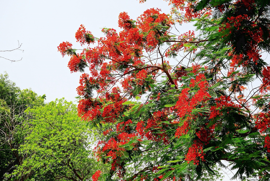 Акация красная (Acacia oxycedrus)