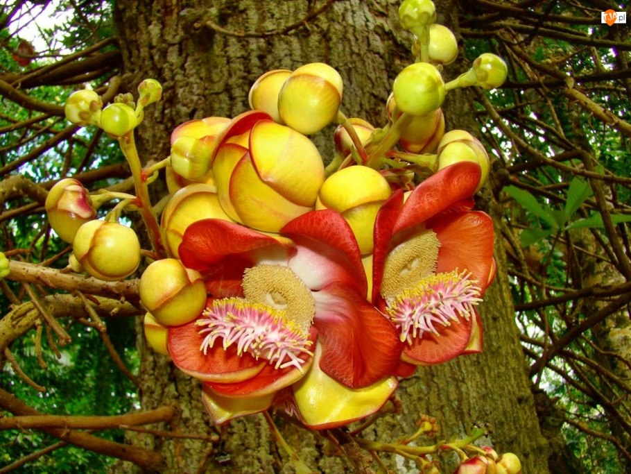 Курупита гвианская пушечное дерево