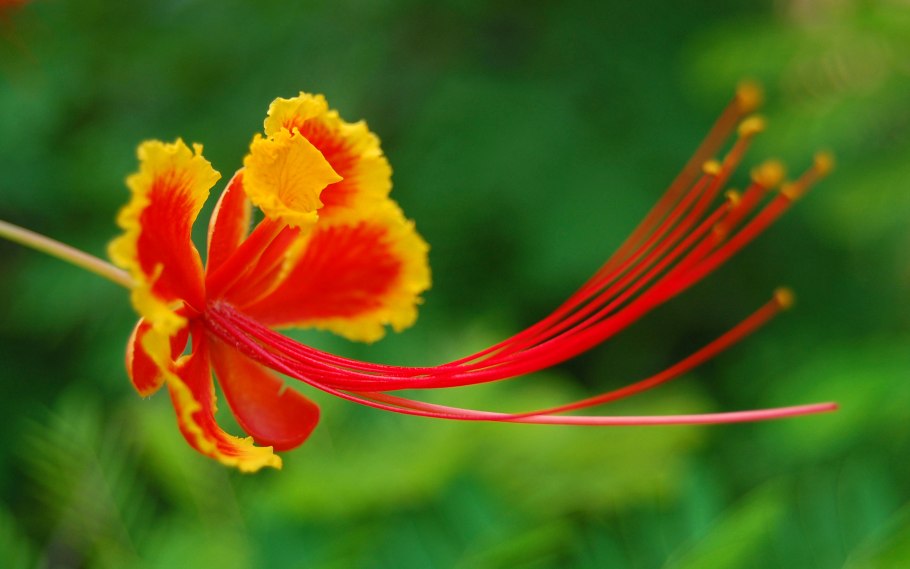 Павлиний хвост цветок комнатный