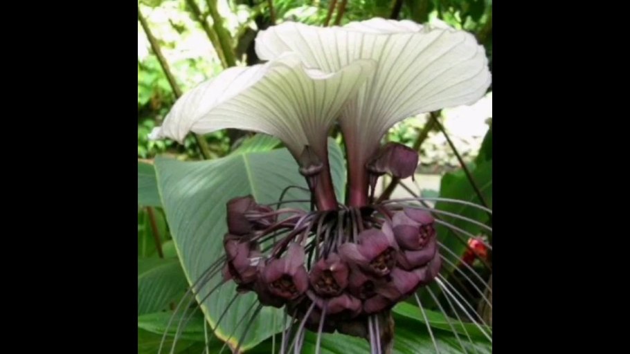Tacca integrifolia (Такка)