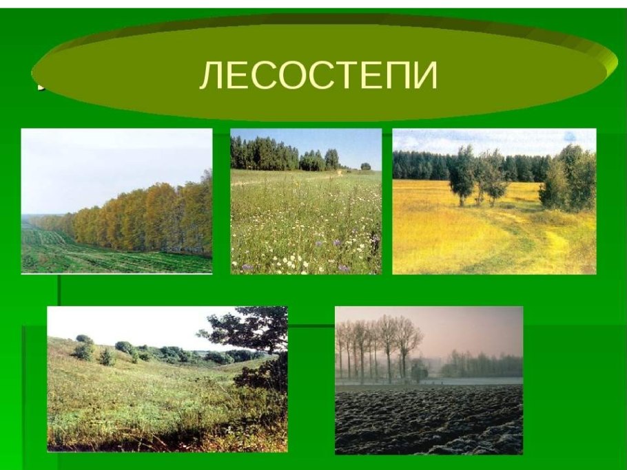 Зона степей в России