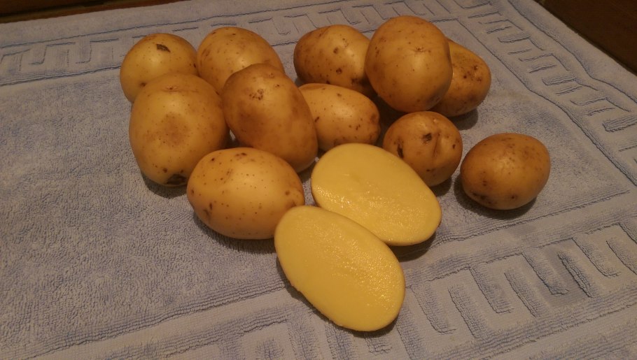 Семенной картофель Гала
