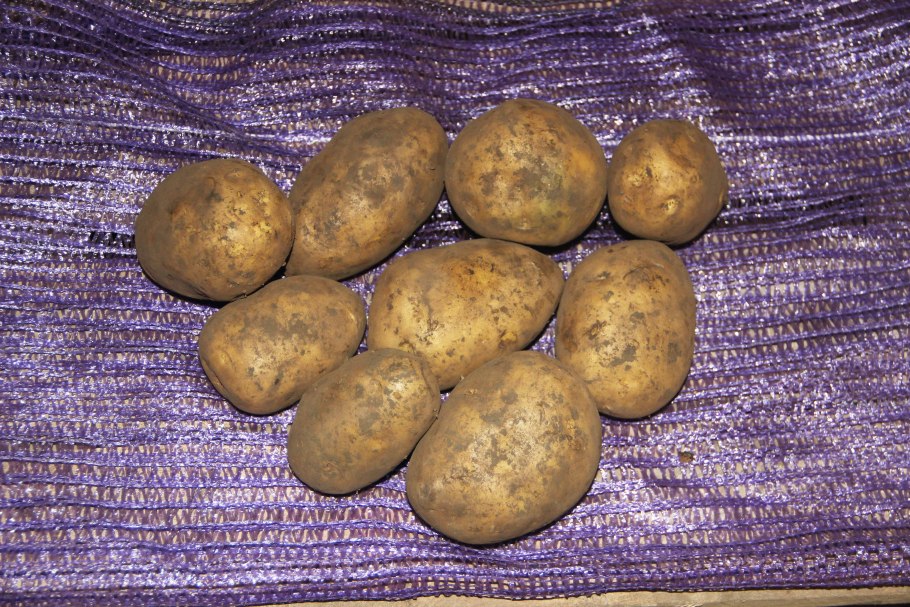 Картофель Гала