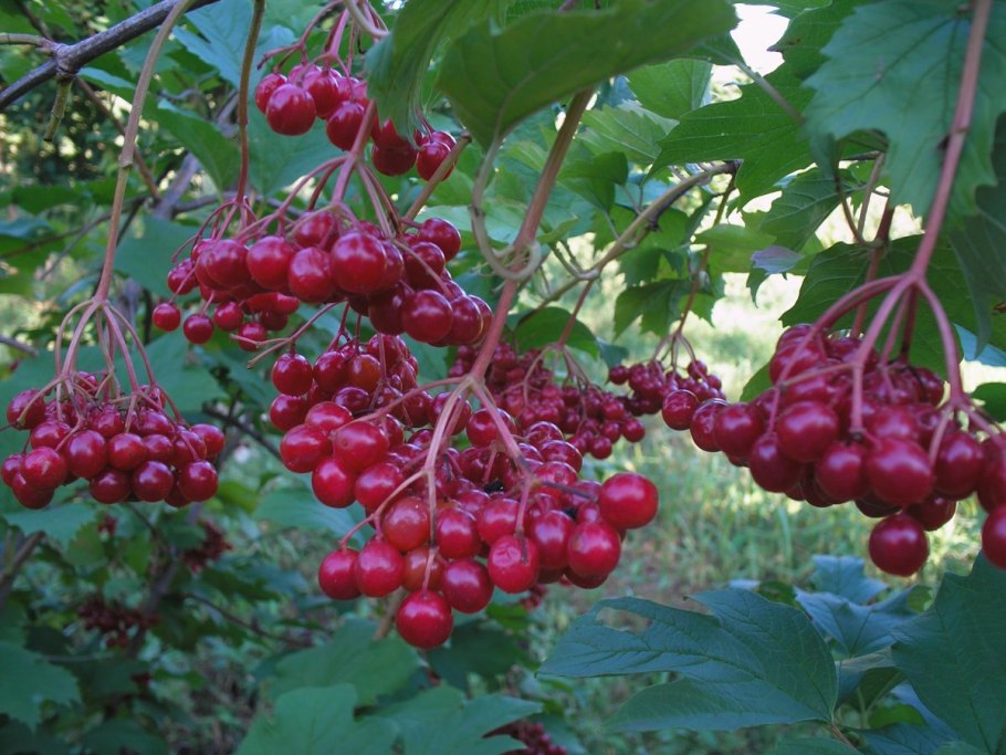 Калина гордовина Viburnum Lantana