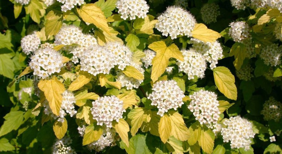 Калина обыкновенная Viburnum opulus с10