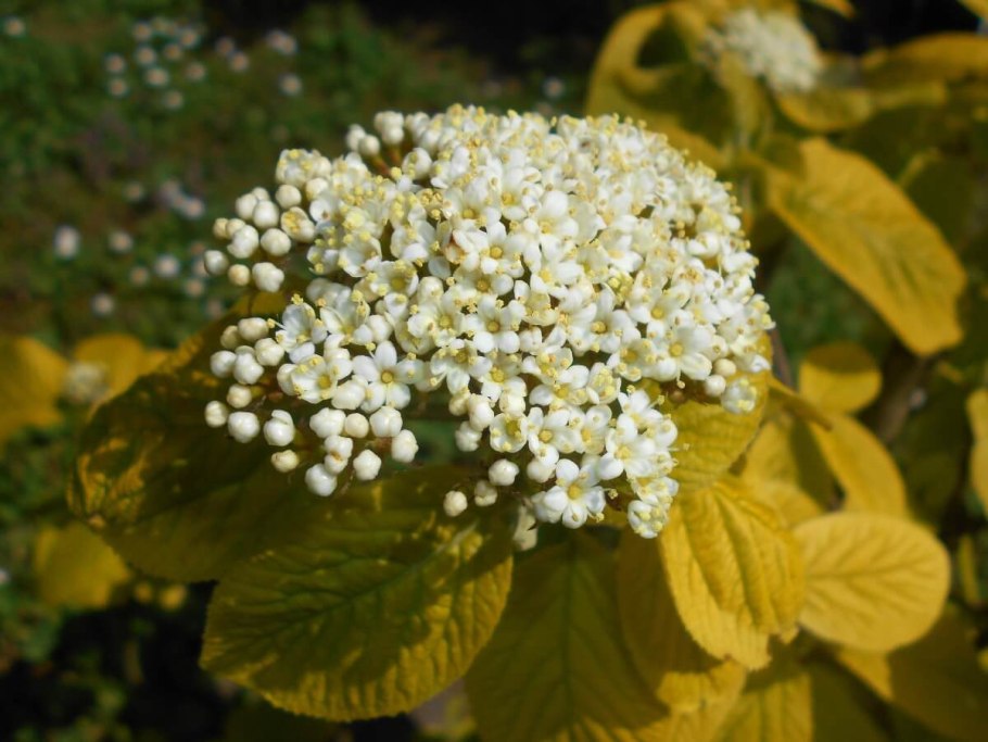 Калина гордовина Aureum