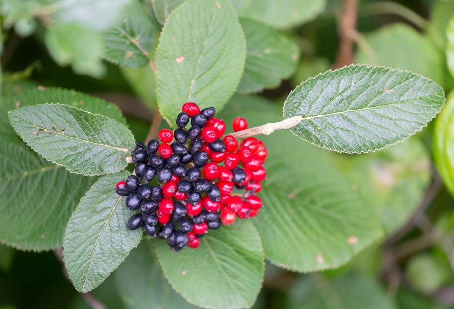 Калина гордовина Viburnum Lantana