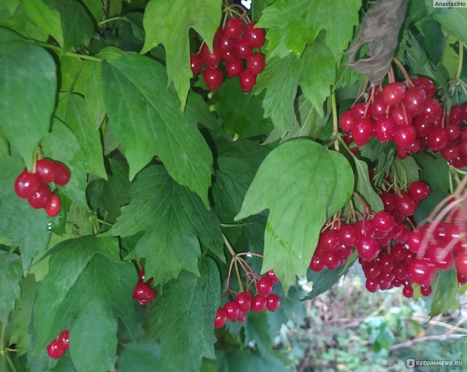 Viburnum opulus в дикой природе