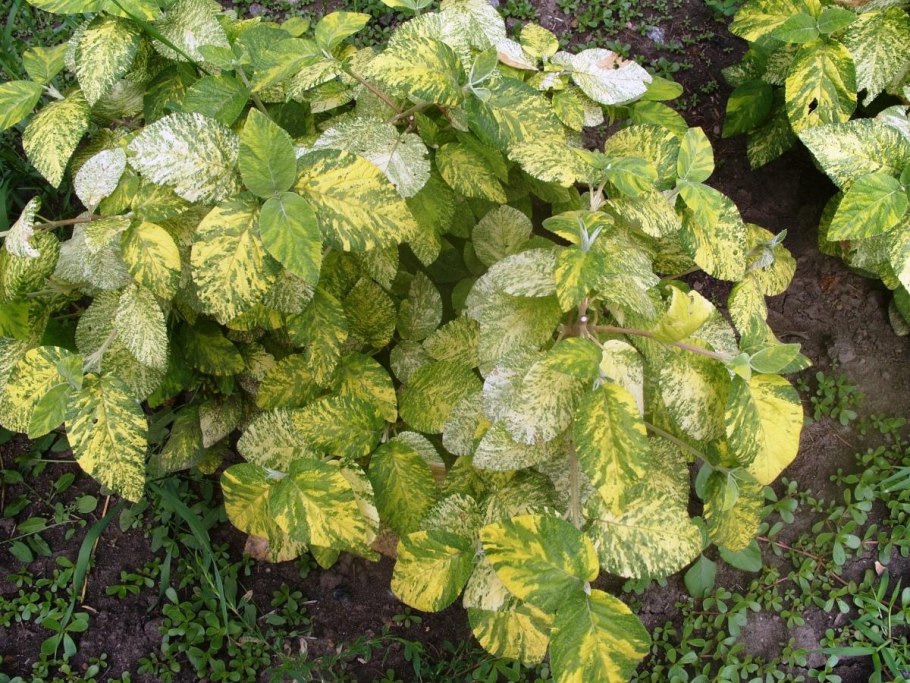Калина гордовина "variegata" ("Вариегата")