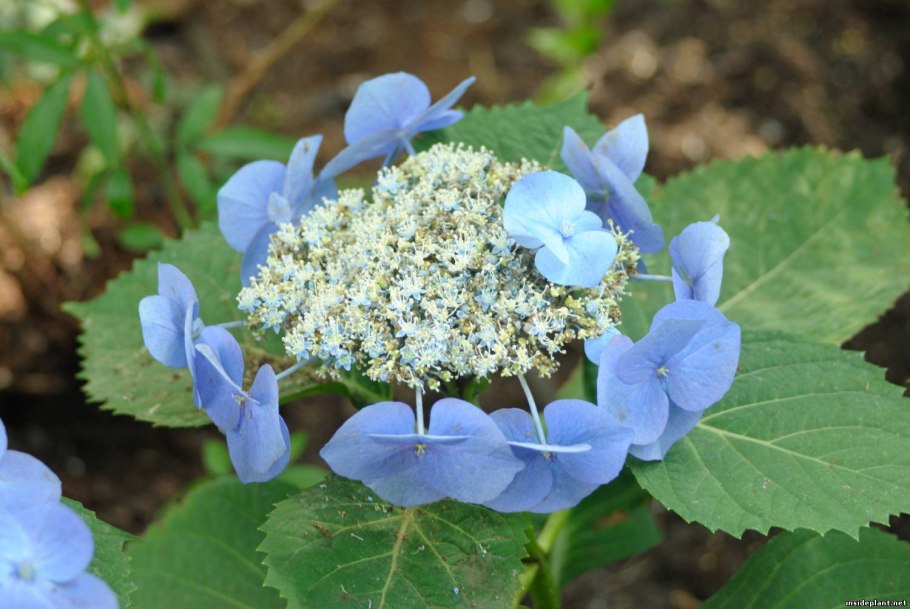 Гортензия древовидная Мэджикал Пинкербелл