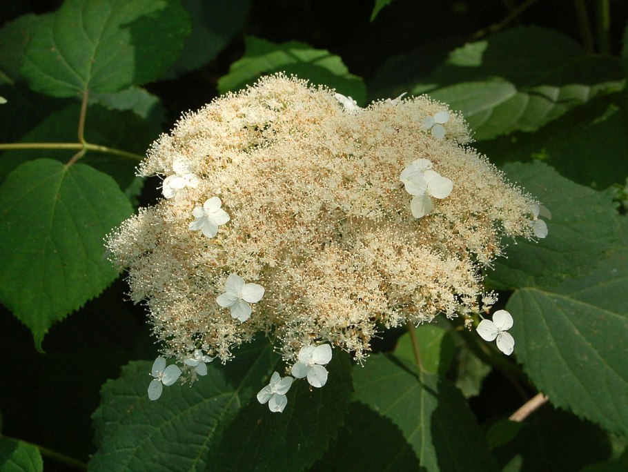 Гортензия Селебрейшен