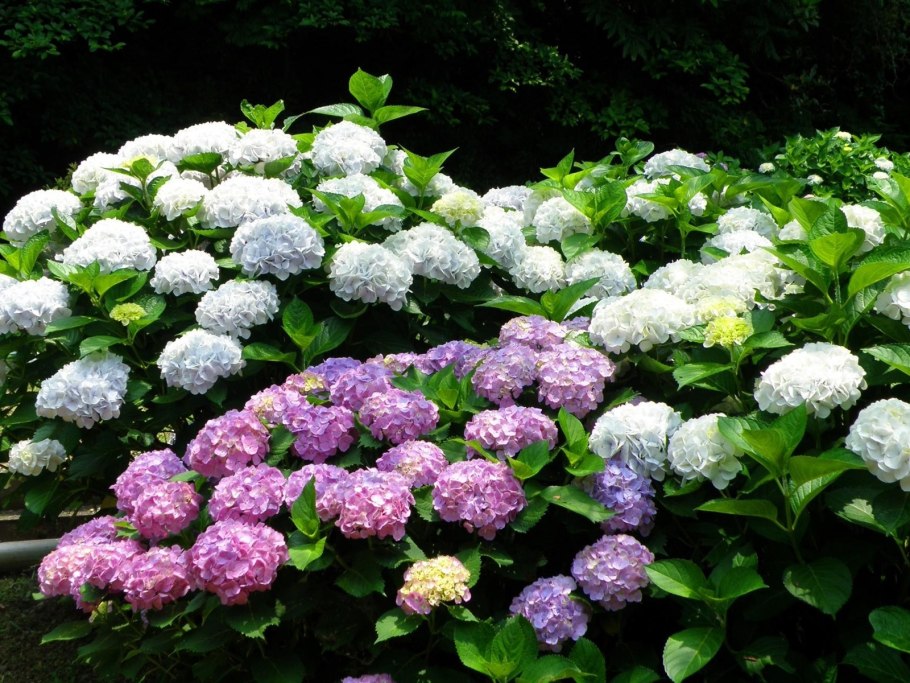 Гортензия Pastel Green