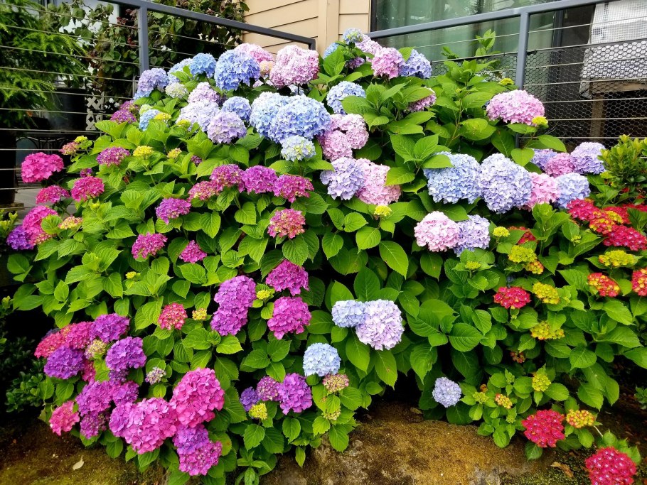 Гортензия древовидная Радиата