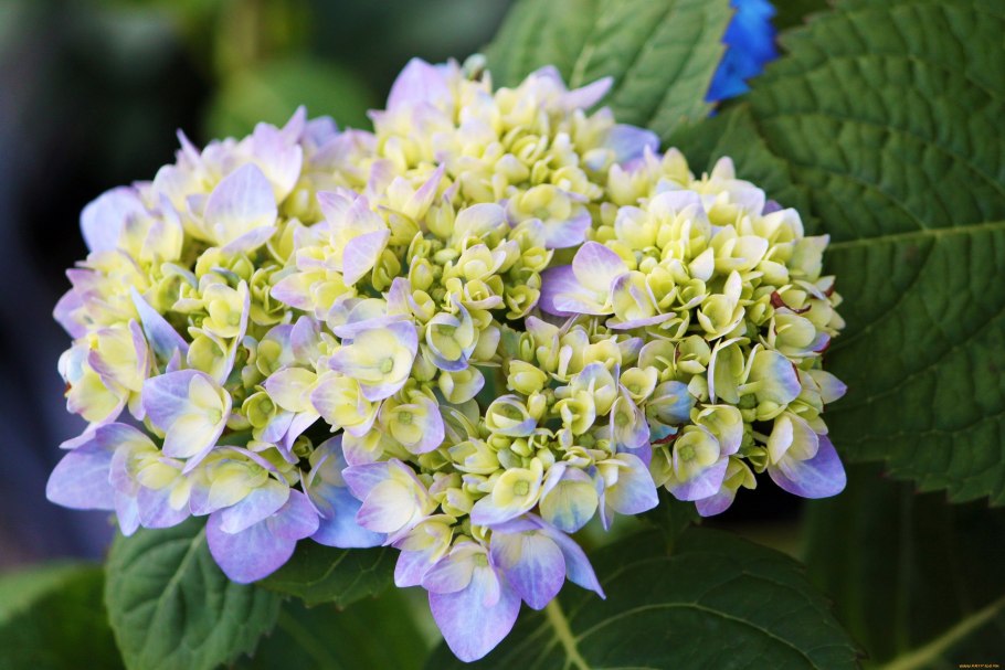 Гортензия дуболистная белоснежные купола