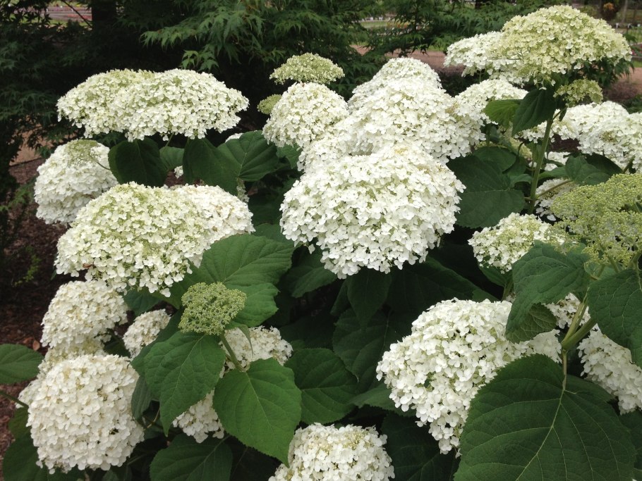 Гортензия древовидная grandiflora