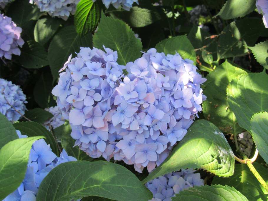 Гортензия крупнолистная синяя птица