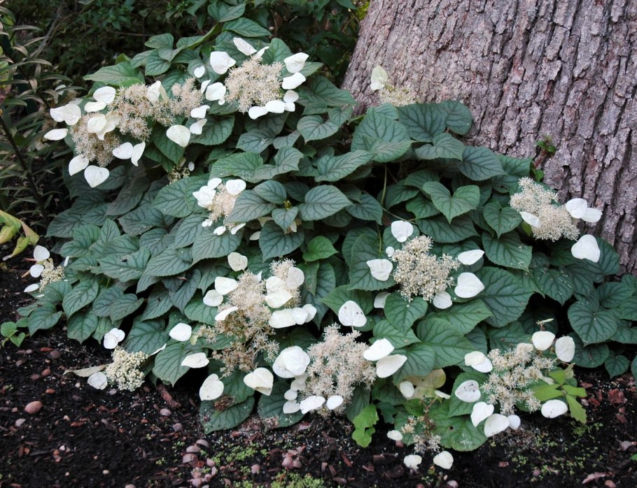 Гортензия Мирей