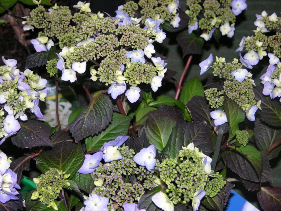 Гортензия шерстистая