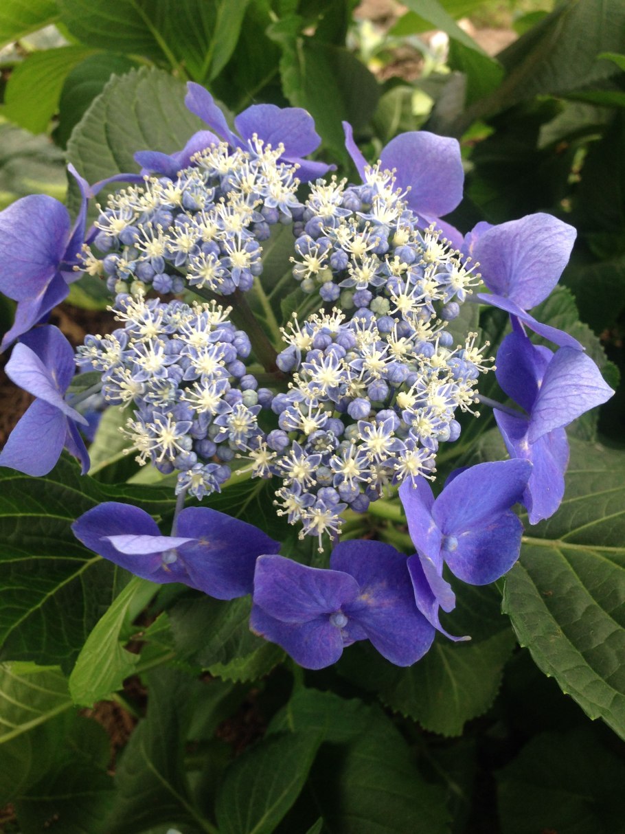 Гортензия крупнолистная зеленая