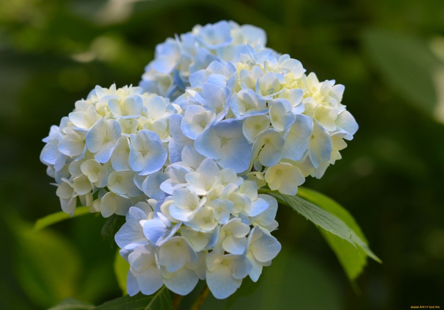 Гортензия кольчатая