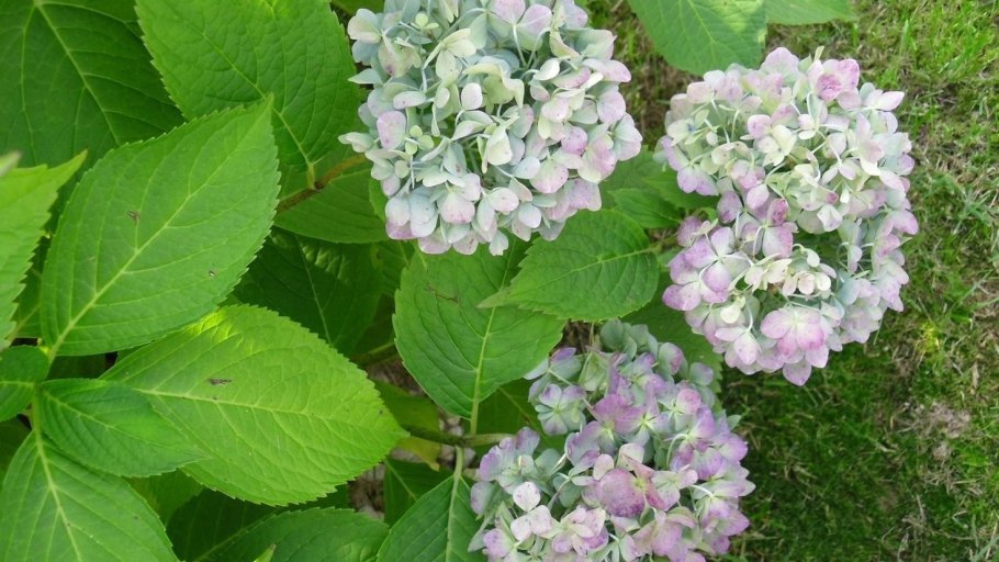 Гортензия крупнолистная коттон Кэнди