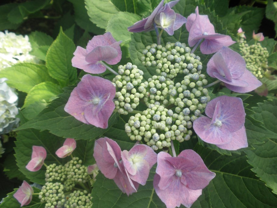 Гортензия древовидная “Winterthur”