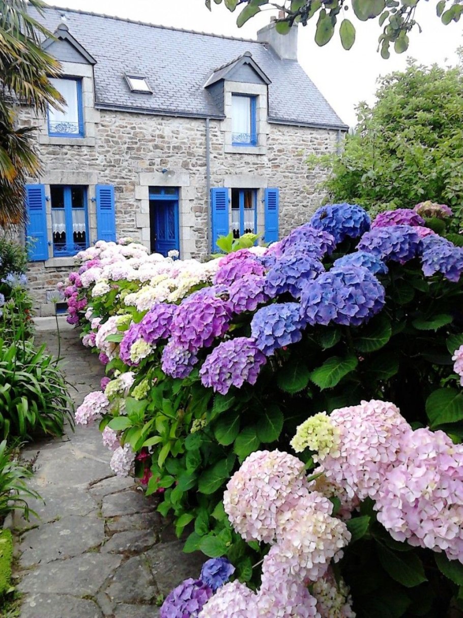 Гортензия метельчатая Limelight