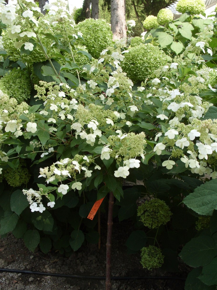 Гортензия крупнолистная Мессалина