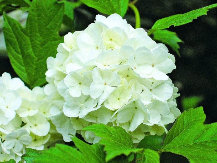 Гортензия метельчатая голубая