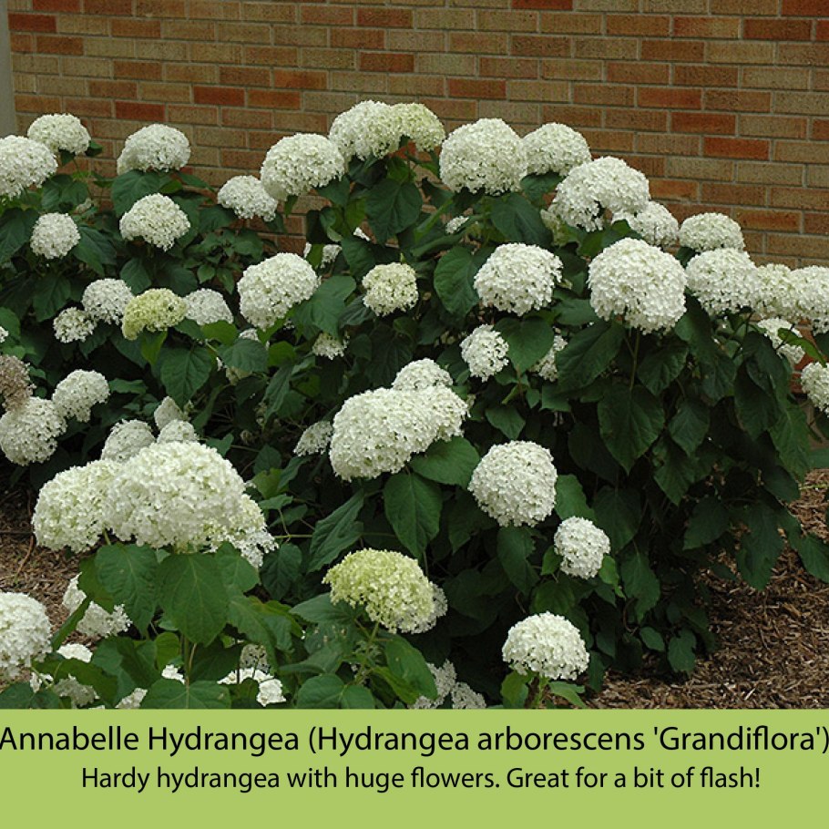 Гортензия метельчатая little Lime