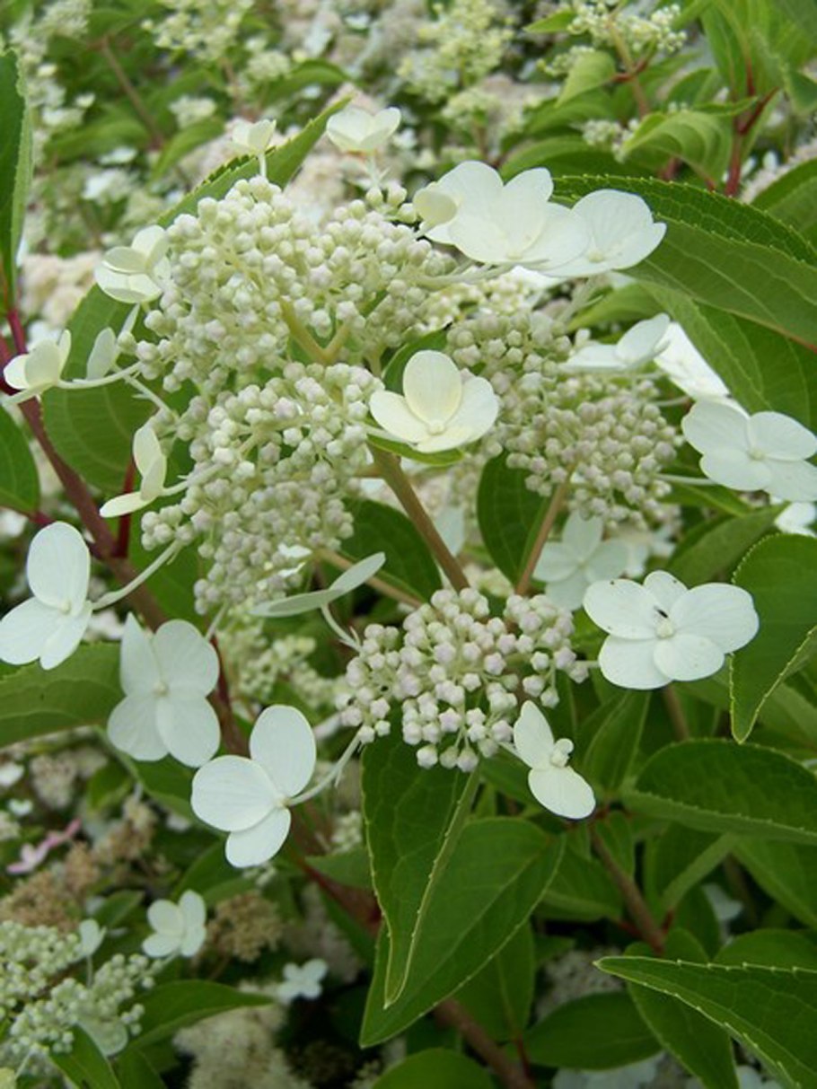 Гортензия крупнолистная "Heinrich Seidel"