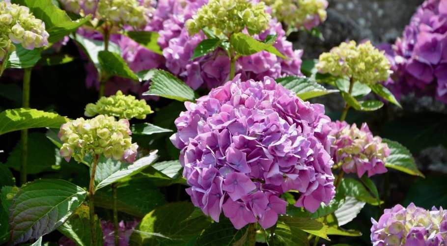 Гортензия гидрангея Блю