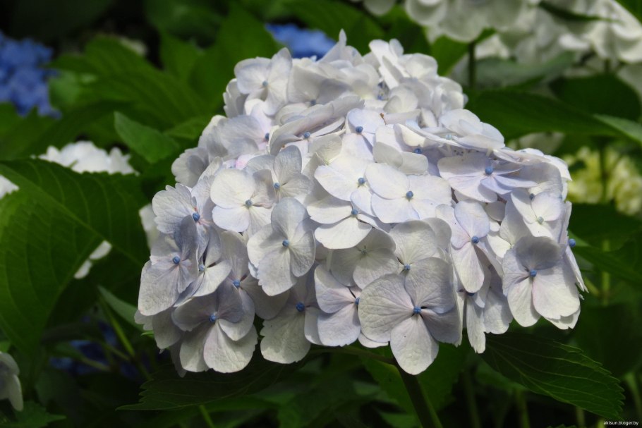 Гортензия Садовая белая