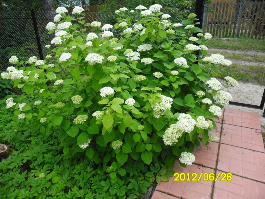 Гортензия Садовая крупнолистная