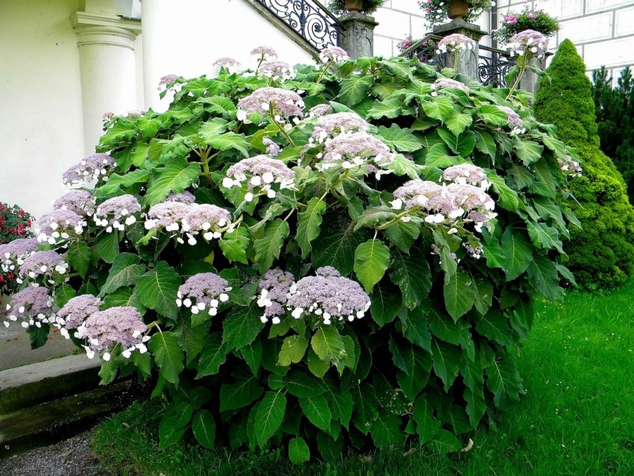 Гортензия Лучистая (Hydrangea Radiata)