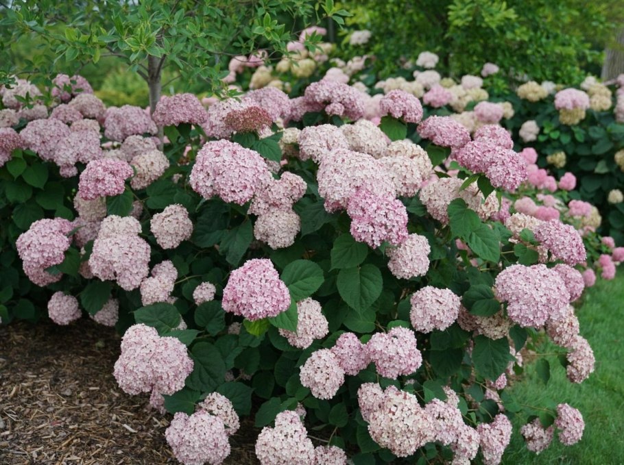 Гортензия метельчатая Limelight