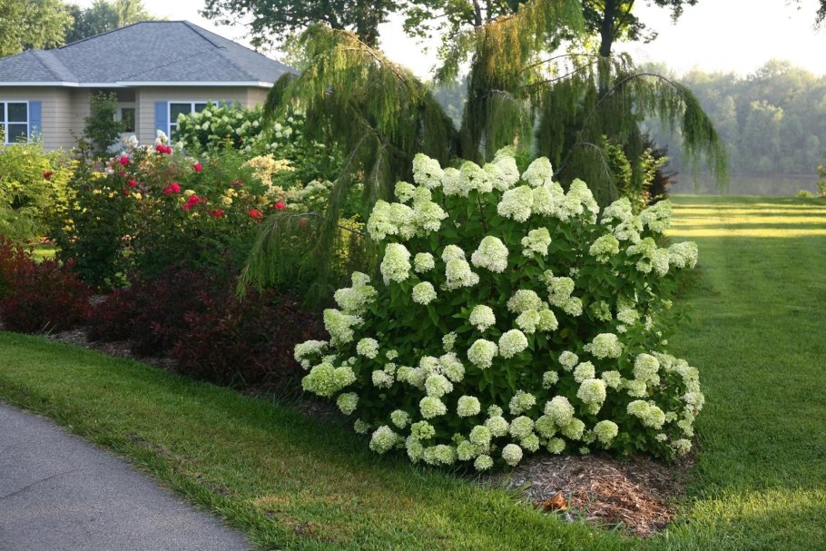 Гортензия древовидная Annabelle