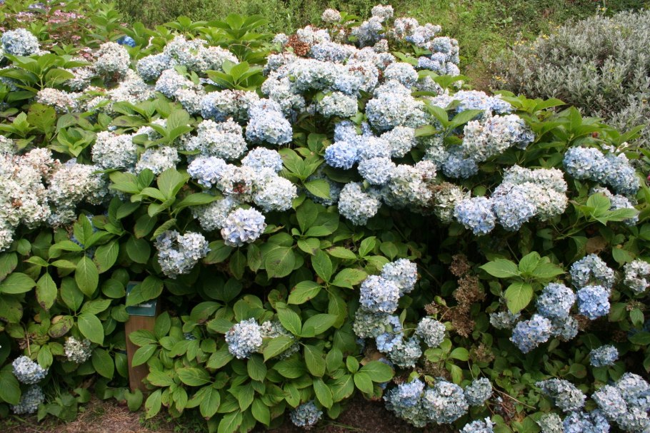 Гортензия крупнолистная грандифлора