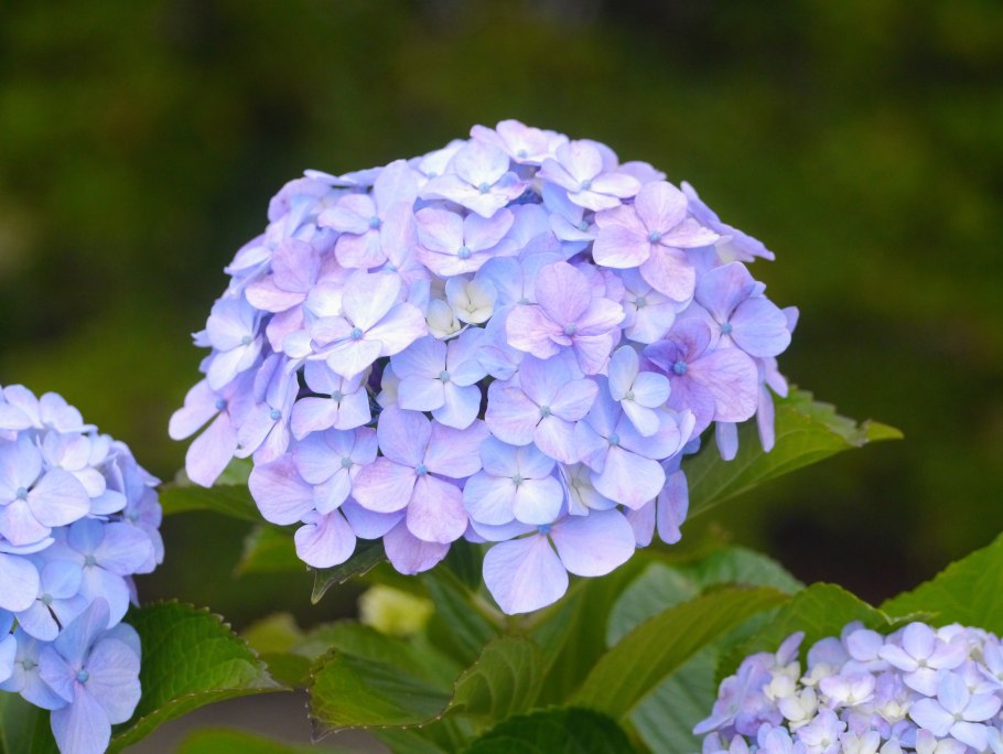 Гортензия крупнолистная Ayesha