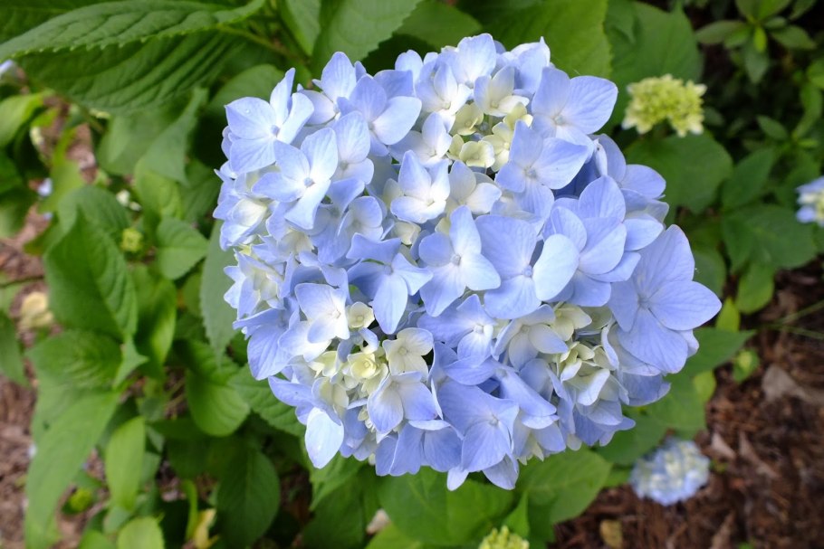 Гортензия Анабель