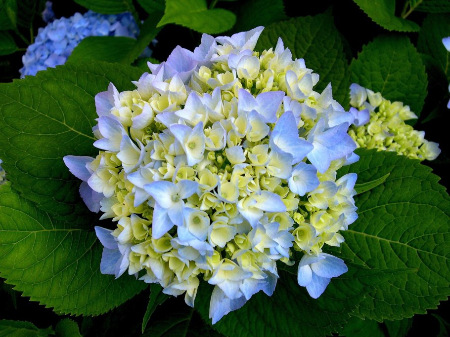 Гортензия Саржента