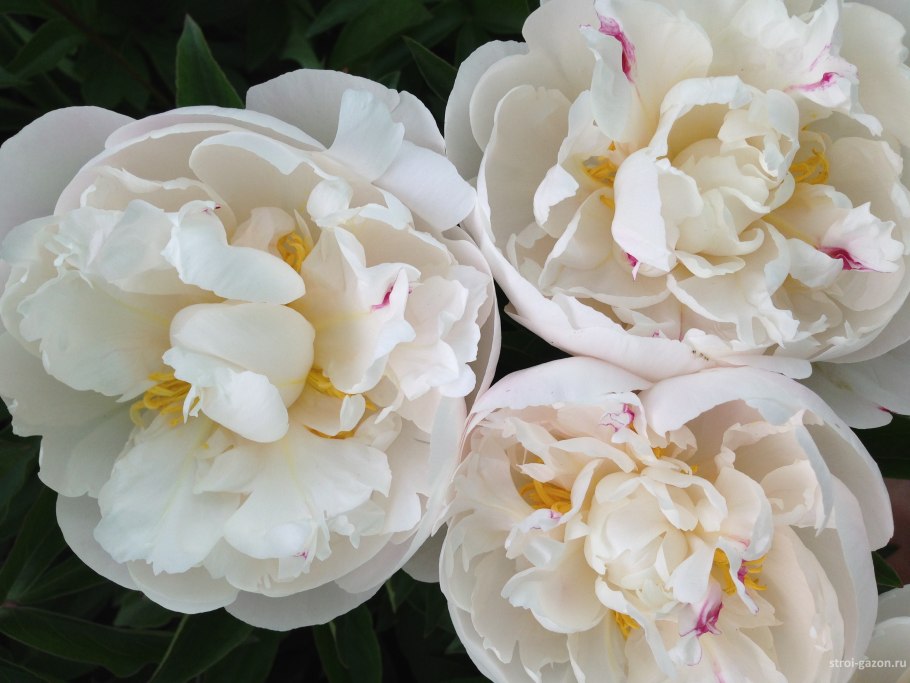 Пион Зура Хайес