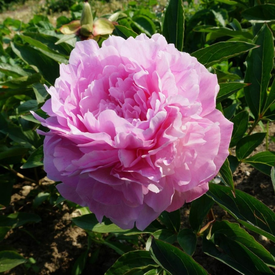 Королевский белый пион